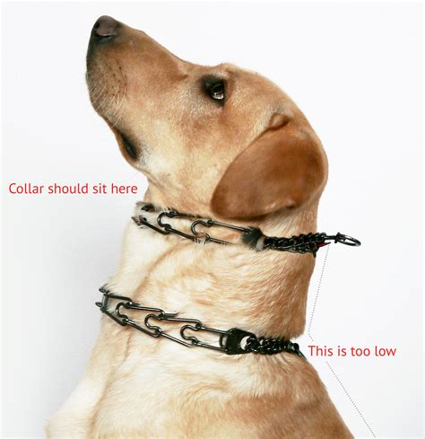 how to adjust prong collar.